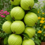 Guava, Good digestion