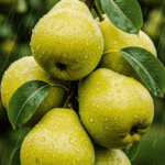 Pear, High fiber